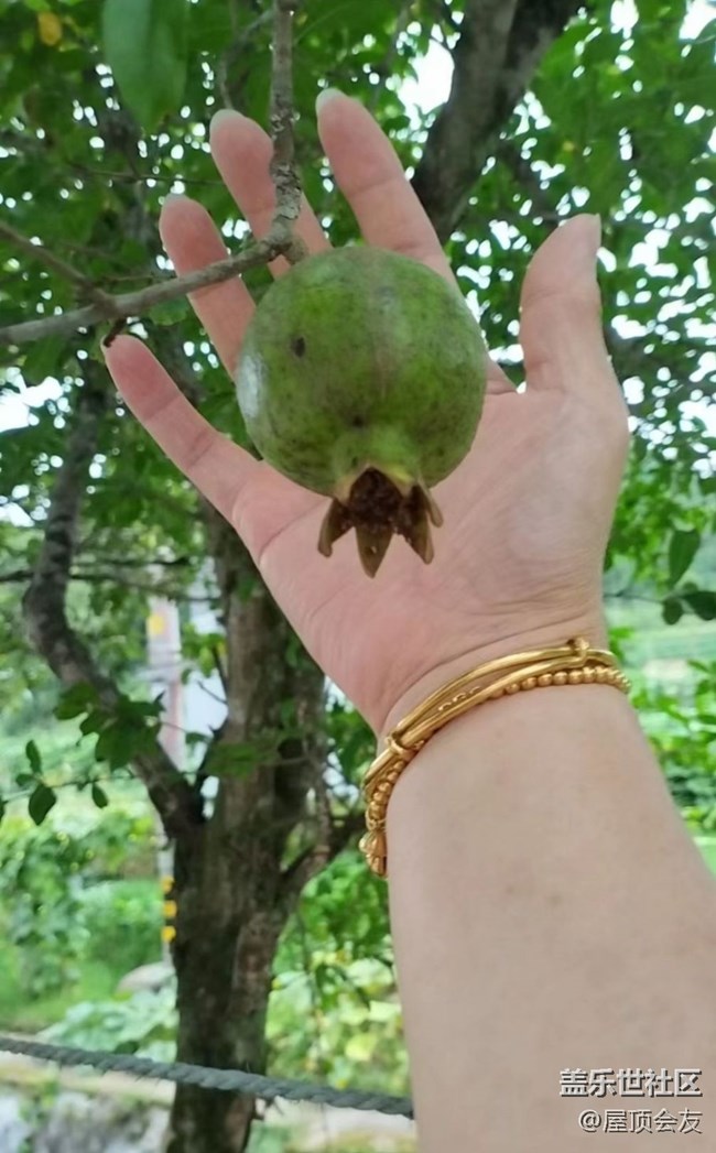 【夏天的绿色】石榴树