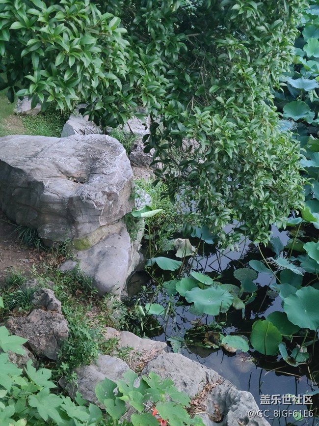 【荷叶田田】荷叶