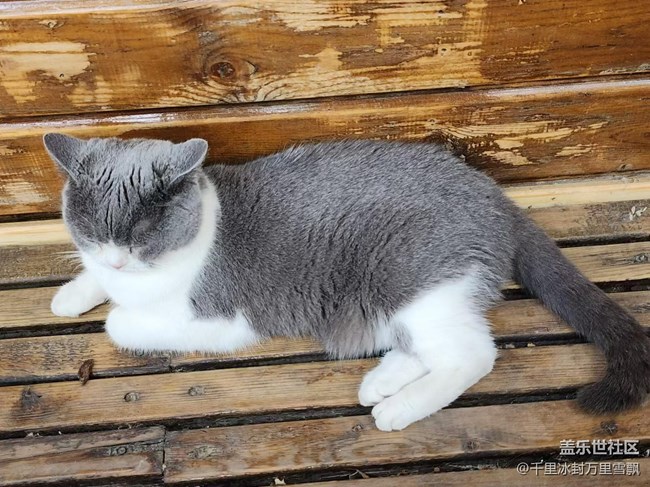 【旅行日记】博物馆里的猫咪