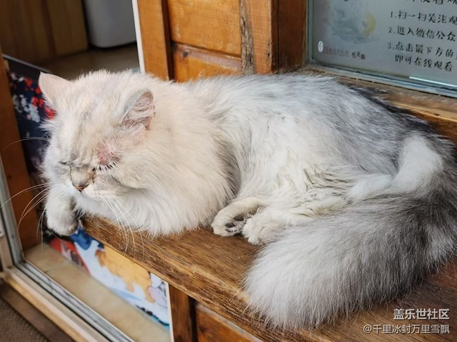 【旅行日记】博物馆里的猫咪