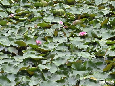 【七月风光】七月荷花