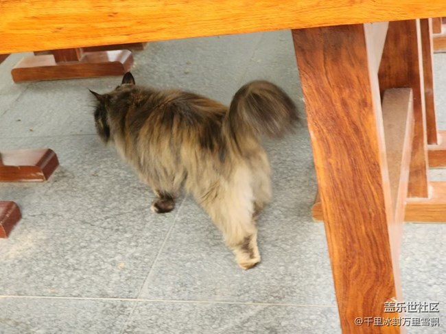 【旅行日记】博物馆里的猫咪