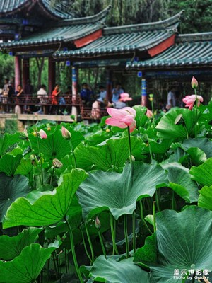 赏荷