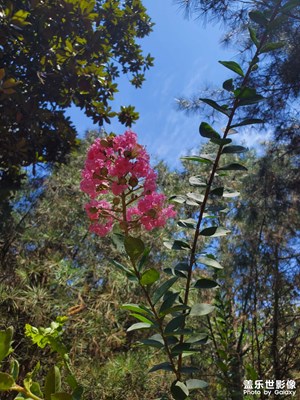 【最美一刻】盛夏的花儿
