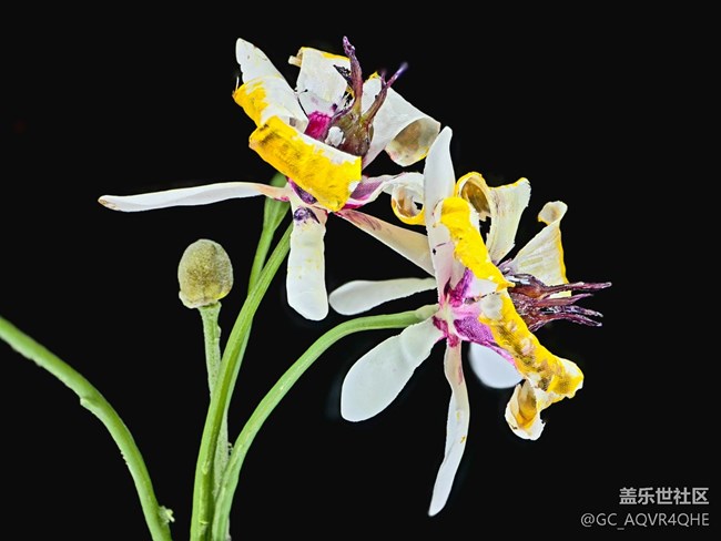 【百诺巧克力博物馆线下摄影活动】+静物和微距