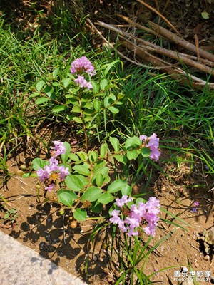 紫薇花