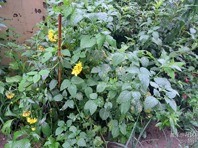 【雨后世界】雨后花草