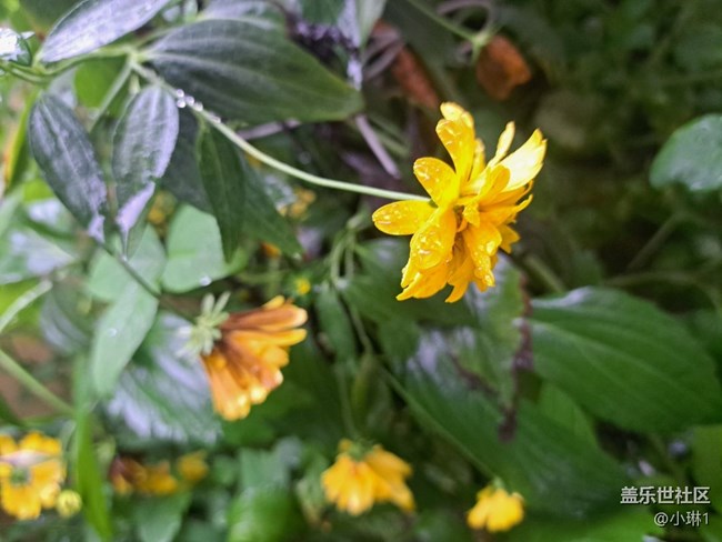 【雨后世界】雨后花草