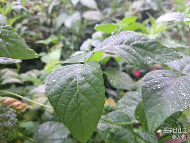 【雨后世界】雨后花草