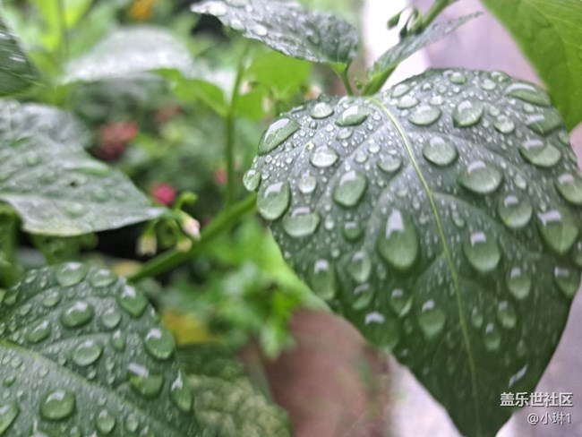 【雨后世界】雨后花草