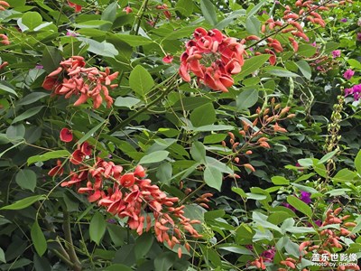 【边走边拍】+美丽夏花