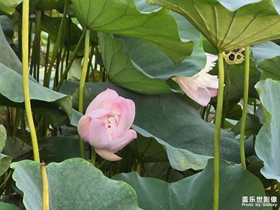 【边走边拍】+公园赏荷花
