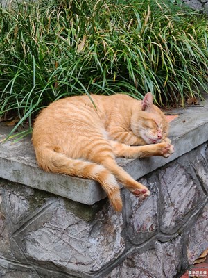 【我的假期故事】+偶遇的猫猫们