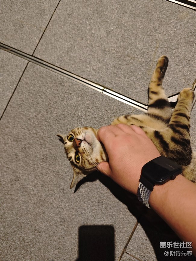 【夏日限定】小区楼下的流浪狸花