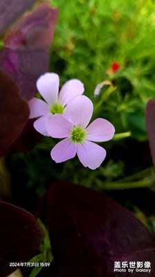 【我的假期故事】+花花世界