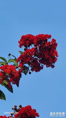 紫薇花