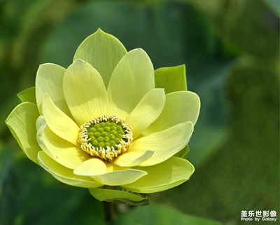 【难忘的夏天】难忘夏荷