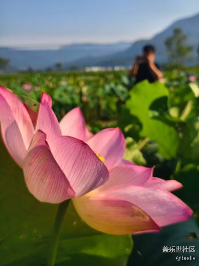 【时间影像】荷叶莲莲