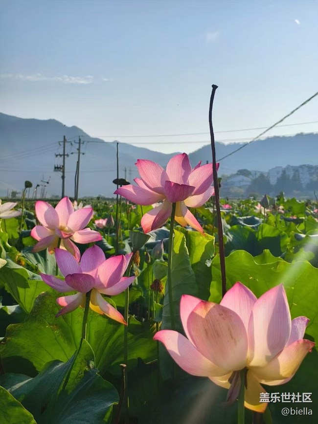 【时间影像】荷叶莲莲