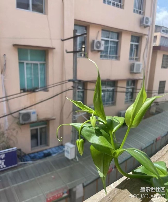【夏日限定】种花
