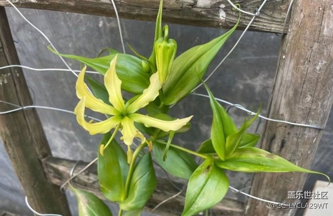 【夏日限定】种花