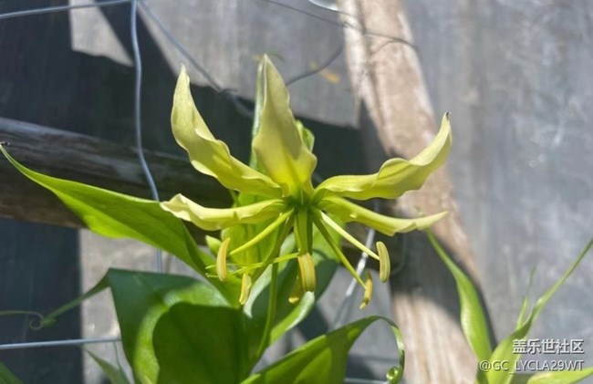 【夏日限定】种花