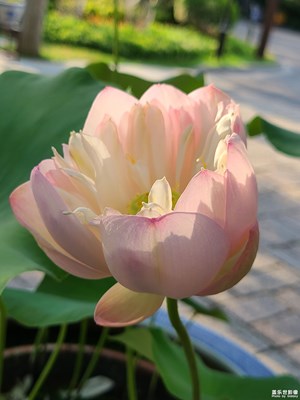 【难忘的夏天】+夏荷
