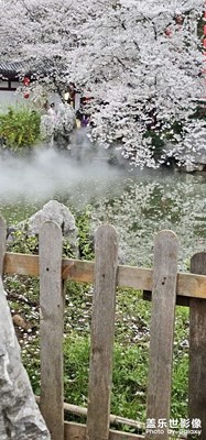 樱花