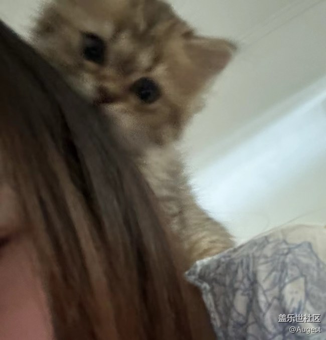 【奥运同星】cat