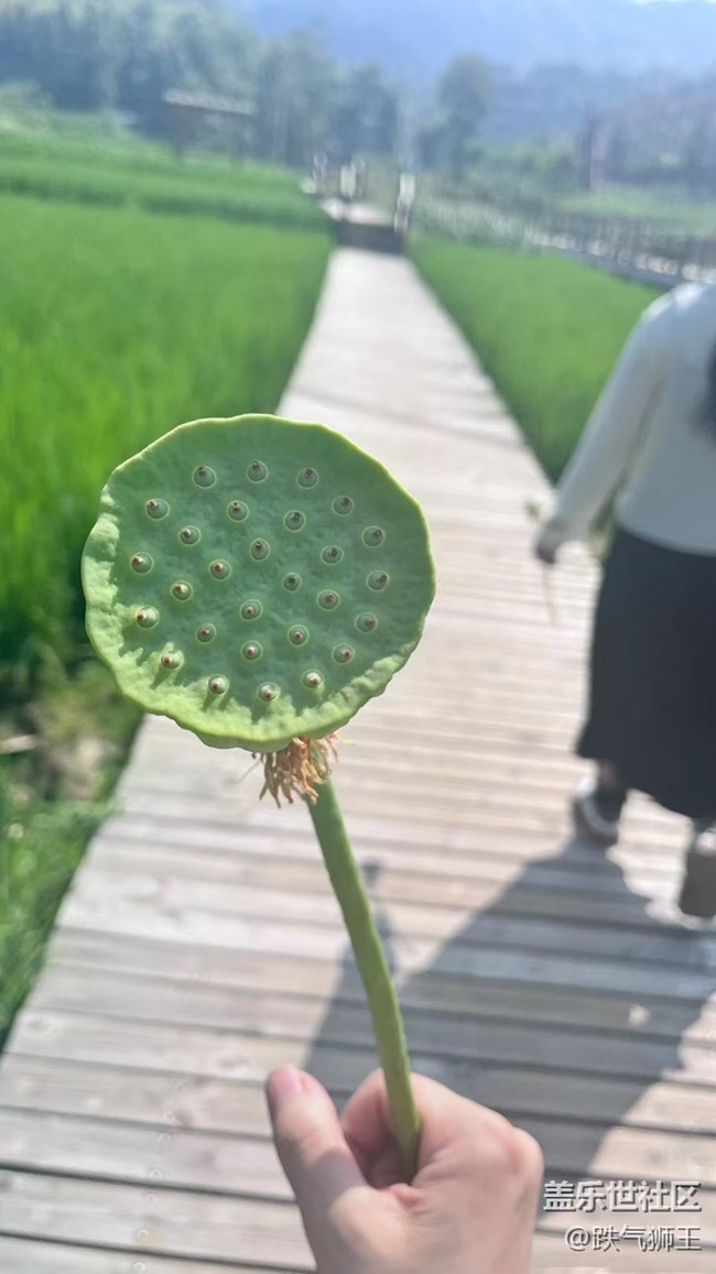 【时间影像】荷