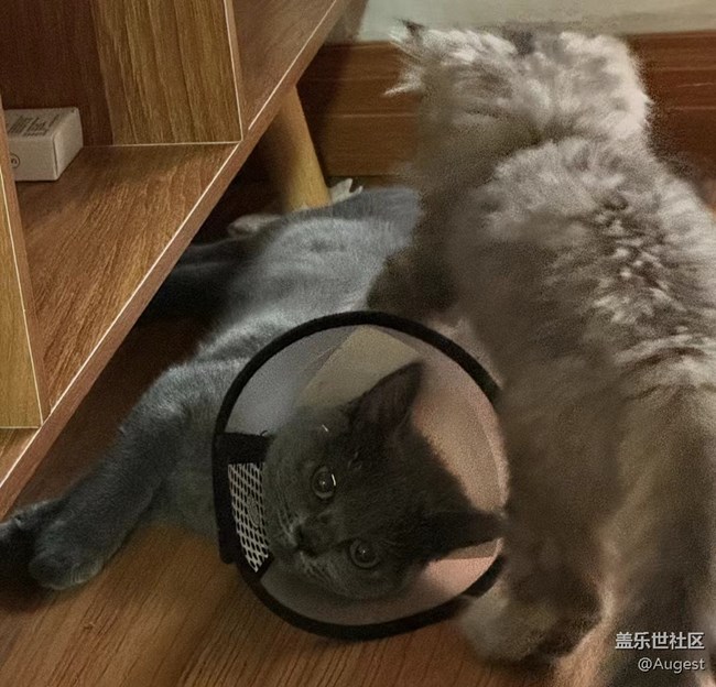 【奥运同星】cat