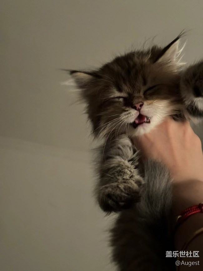 【奥运同星】cat