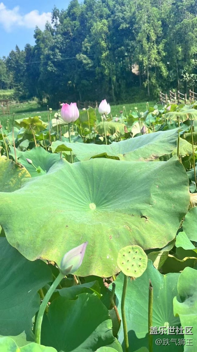 【时间影像】荷