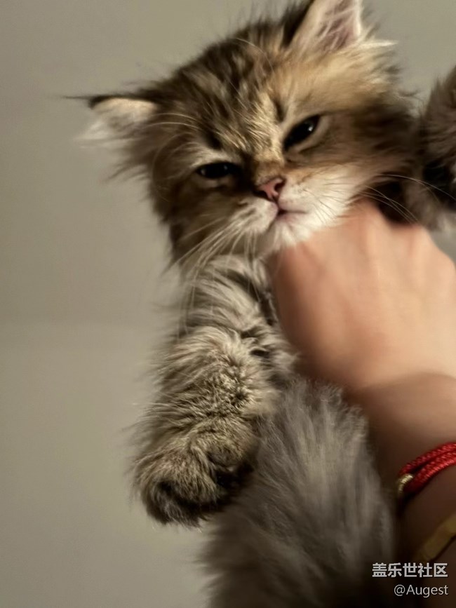 【奥运同星】cat