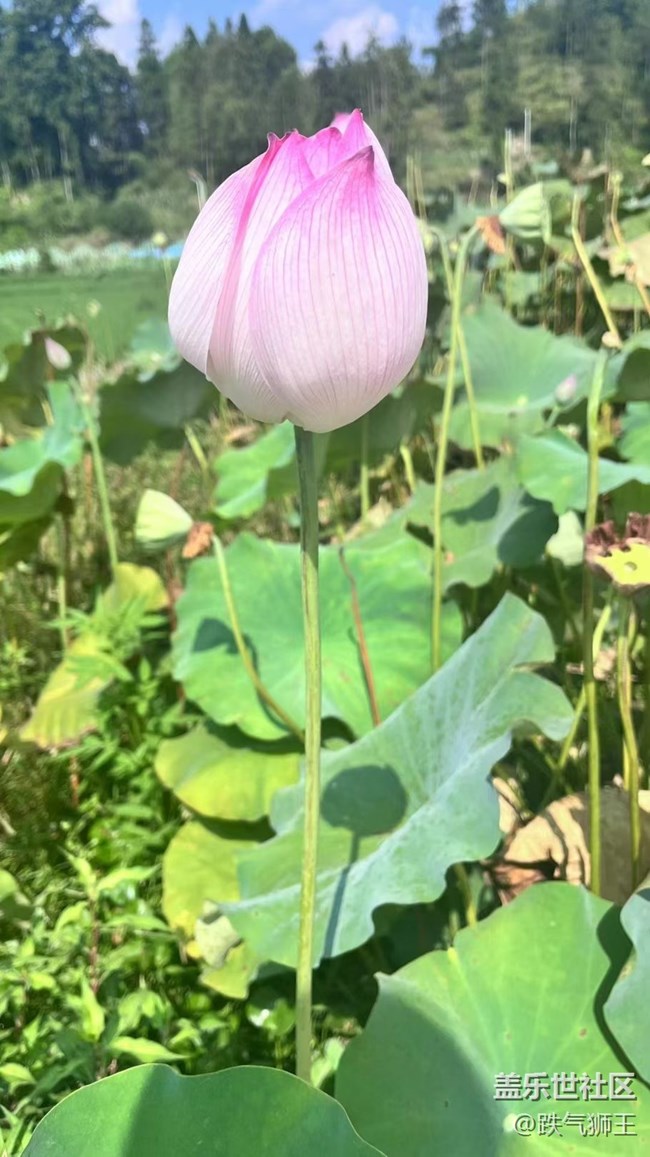【时间影像】荷