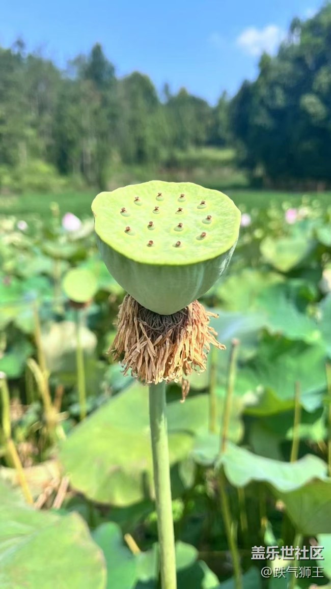 【时间影像】荷