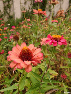 【难忘的夏天】+美丽花园