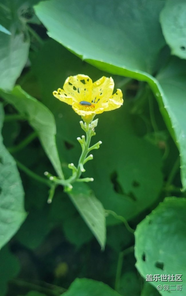 【夏日限定】夏日小花