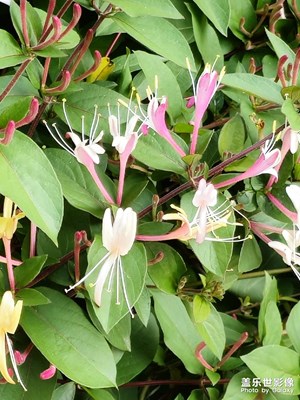 金银花