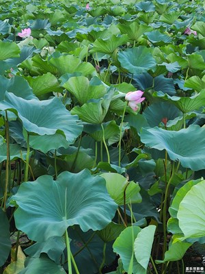 【难忘的夏天】+夏天的荷花