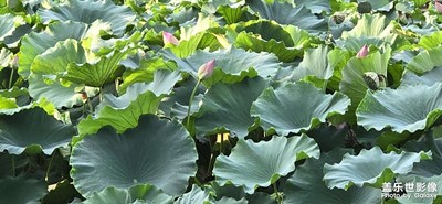 【难忘的夏天】+夏荷