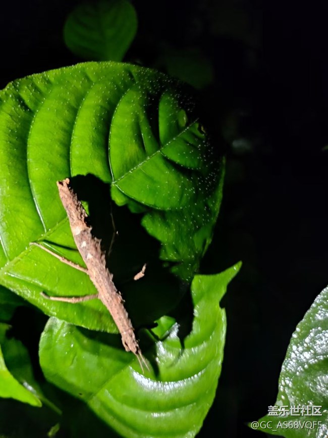 【夜生活】植物园