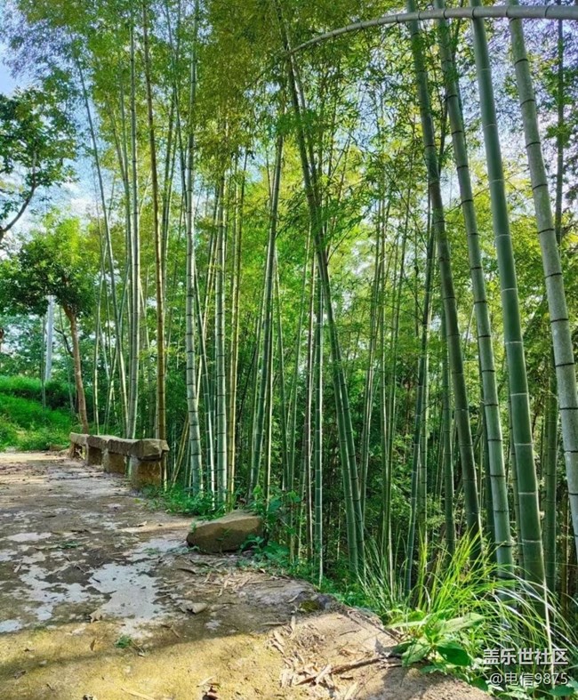 【我家乡这座小城】家乡竹林