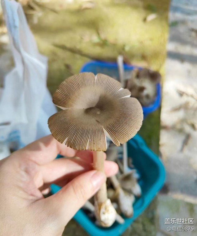 【我家乡这座小城】家乡竹林