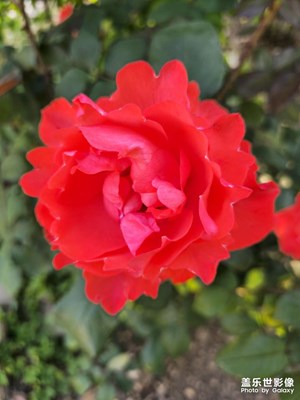月季花