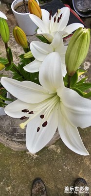 这是什么花