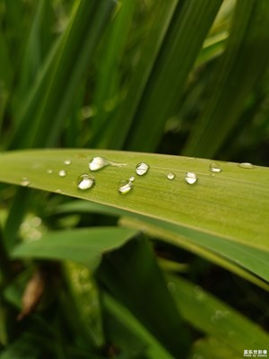 【时光印象】+雨后