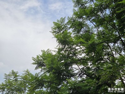 【时光印象】+绿意盎然