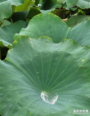 【随处精彩】+雨后清新
