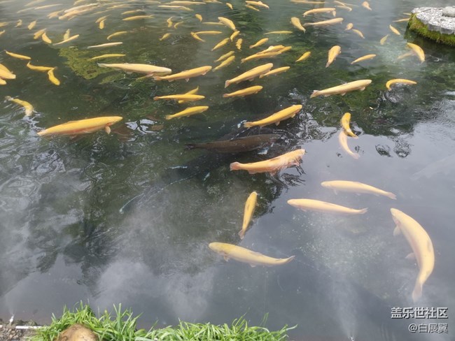 【寻秋】好想变成一条鱼
